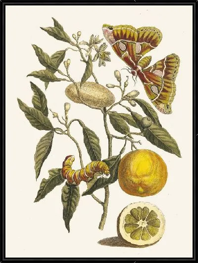 Картина Лимон (1705)