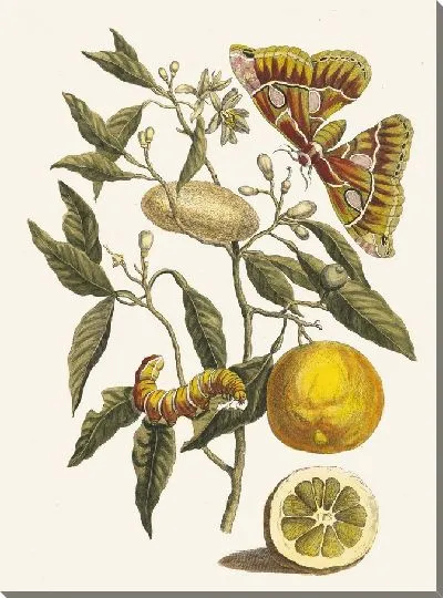 Картина Лимон (1705)