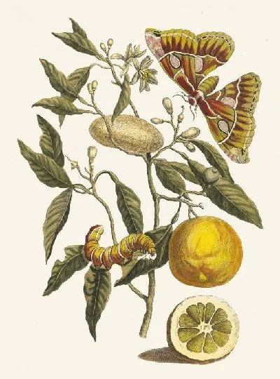 Картина Лимон (1705)