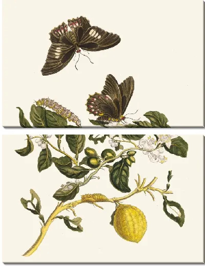 Картина Лимонье (1705)