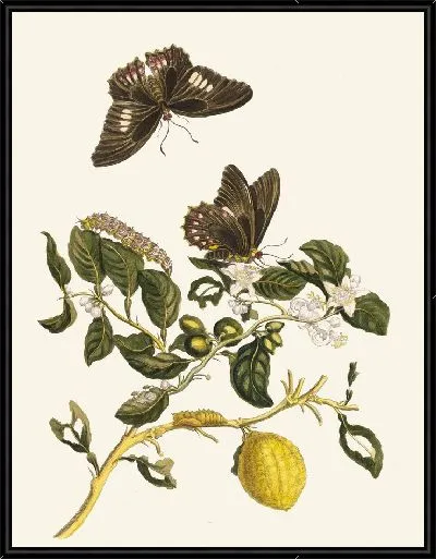 Картина Лимонье (1705)