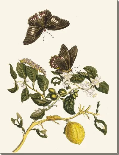 Картина Лимонье (1705)