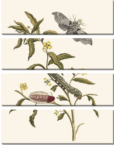 Картина Людвигия восьмиваловая (1705 г.)