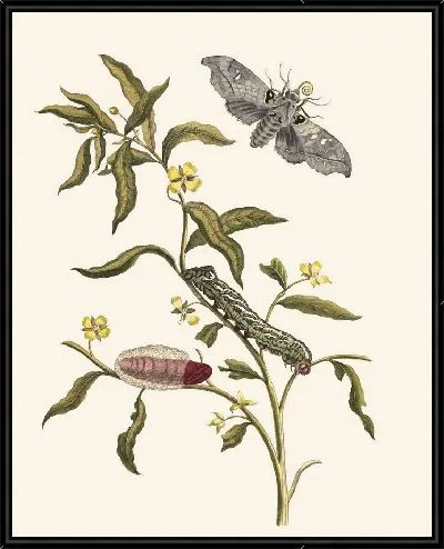 Картина Людвигия восьмиваловая (1705 г.)