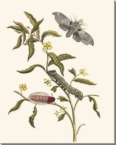 Картина Людвигия восьмиваловая (1705 г.)