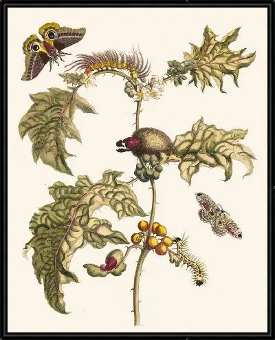 Картина Маккай (1705)