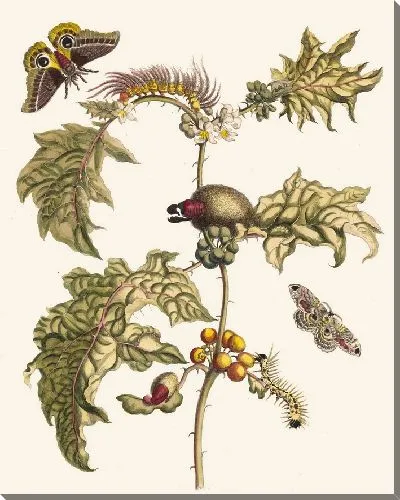 Картина Маккай (1705)