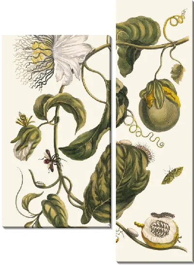 Картина Маркиас (1705)
