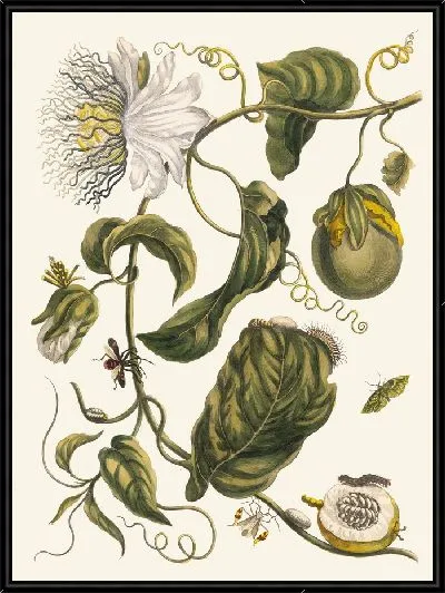 Картина Маркиас (1705)