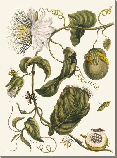 Картина Маркиас (1705)