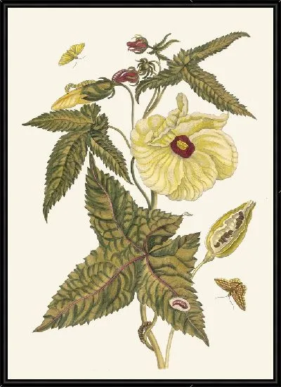 Картина Мускус-Блюм (1705)