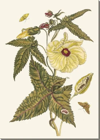 Картина Мускус-Блюм (1705)