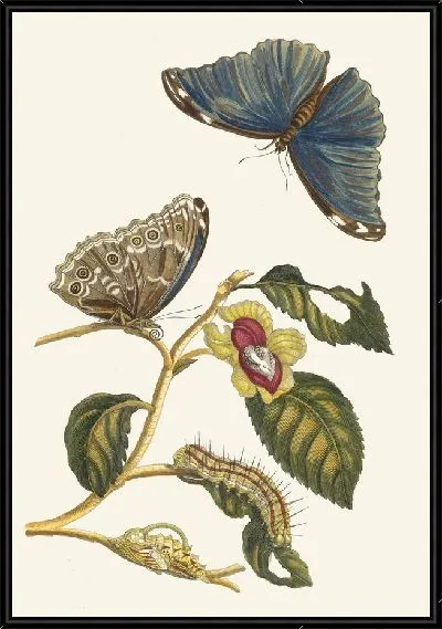 Картина Нефлиер (1705)