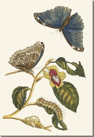 Картина Нефлиер (1705)