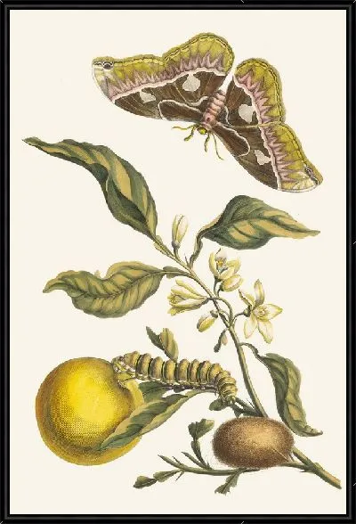 Картина Оранжер (1705)