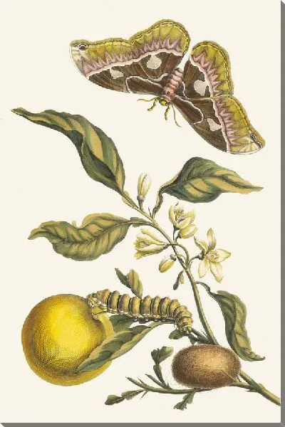 Картина Оранжер (1705)