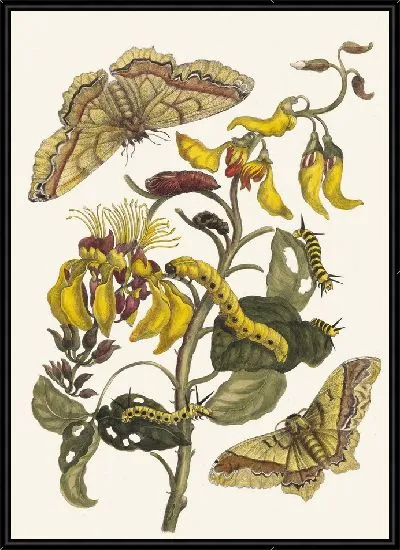 Картина Паллисаден-бум (1705 г.)