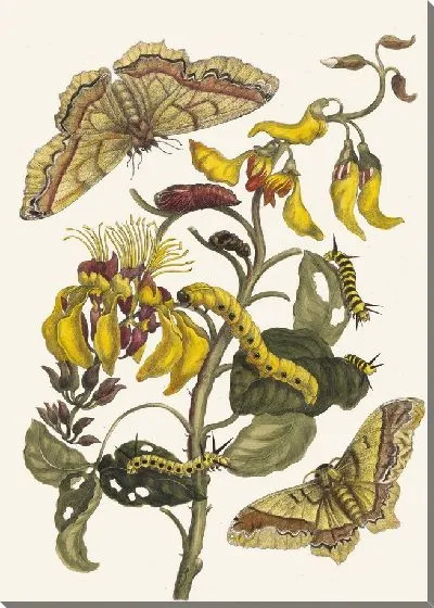 Картина Паллисаден-бум (1705 г.)