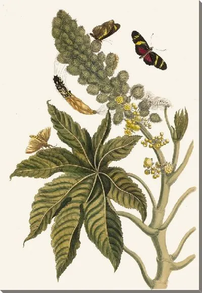 Картина Пальма Кристи (1705)