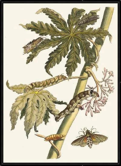 Картина Папай (1705)