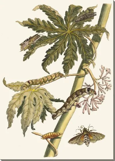 Картина Папай (1705)