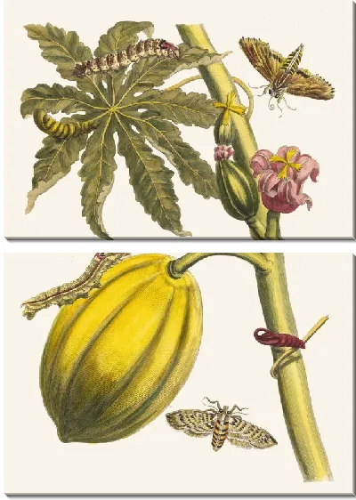 Картина Папайя (1705)