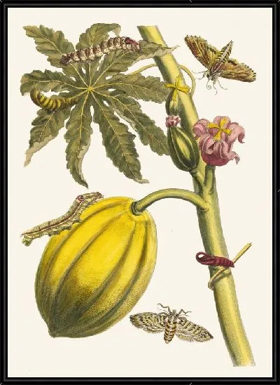 Картина Папайя (1705)