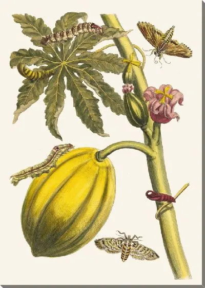 Картина Папайя (1705)