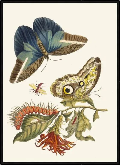 Картина Пахистахис ярко-красный (1705 г.)