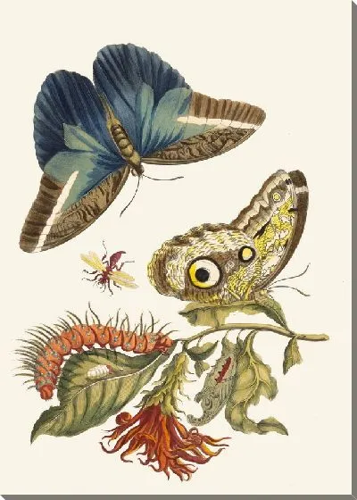 Картина Пахистахис ярко-красный (1705 г.)