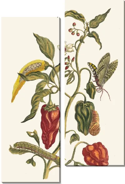 Картина Перец (1705)