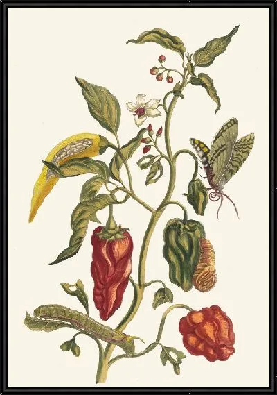 Картина Перец (1705)