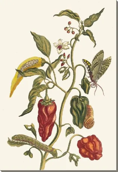 Картина Перец (1705)