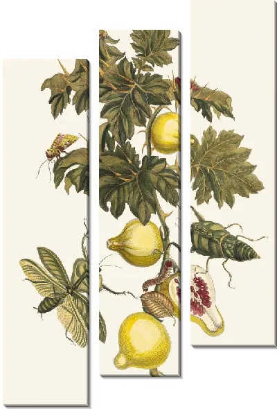 Картина Помм де Содом (1705 г.)