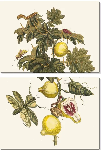 Картина Помм де Содом (1705 г.)