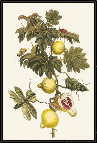 Картина Помм де Содом (1705 г.)