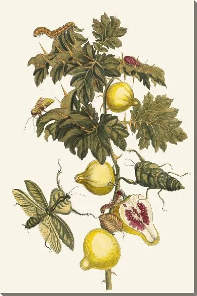 Картина Помм де Содом (1705 г.)