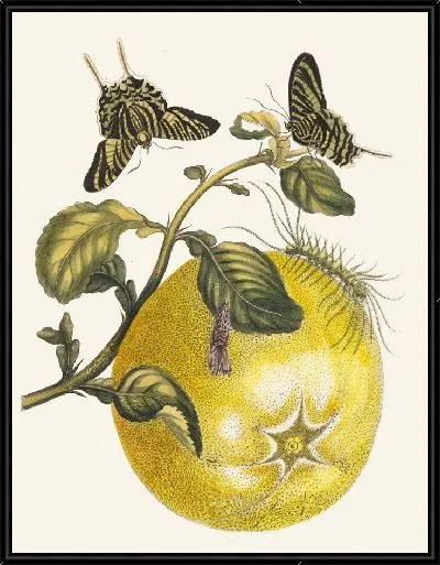 Картина Помпельмус (1705)