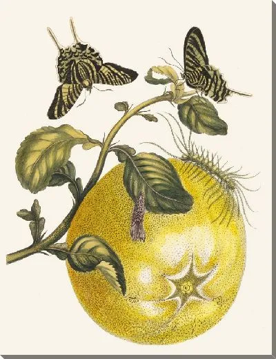 Картина Помпельмус (1705)