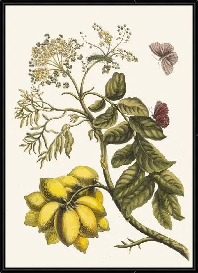 Картина Прюнье д'Америк (1705 г.)