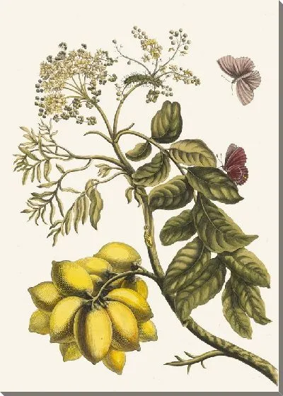 Картина Прюнье д'Америк (1705 г.)