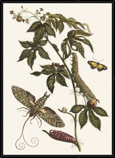 Картина Рицинус д'Америк (1705 г.)