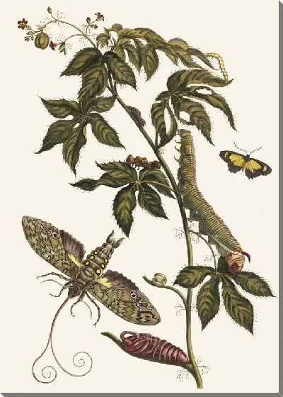 Картина Рицинус д'Америк (1705 г.)