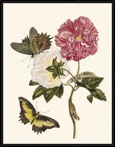 Картина Роза (1705)