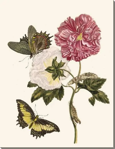 Картина Роза (1705)