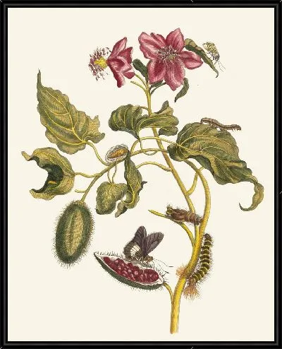 Картина Року (1705)