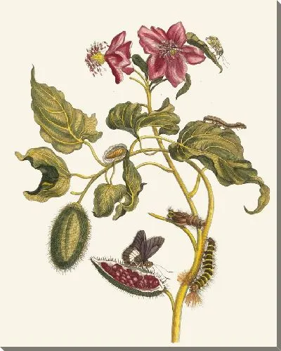 Картина Року (1705)