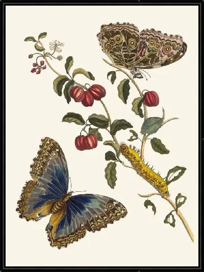 Картина Серизы д'Америк (1705 г.)