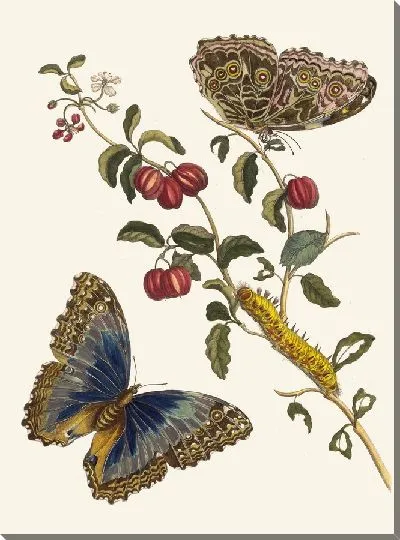 Картина Серизы д'Америк (1705 г.)