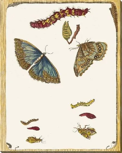 Картина Синие бабочки (1705)